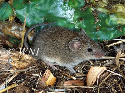 Northern Pygmy Mouse (Baiomys taylori)